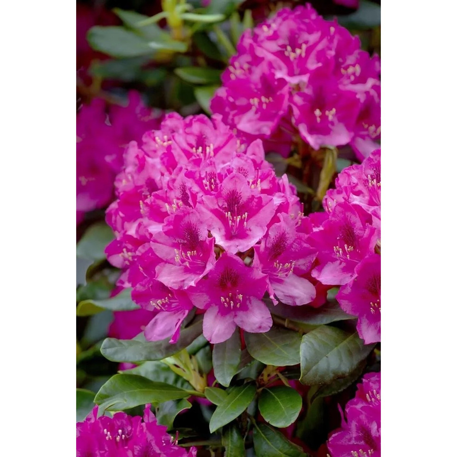 Rhododendron Nova Zembla Rot als Zierstrauch für Garten und Outdoor, Höhe: 65 cm - Bild 2