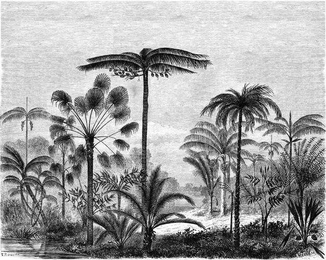 ESTAhome Fototapete Tropische Landschaft mit Palmen in Schwarz-Weiß, B: 3,5 m, H: 2,79 m - Bild 1