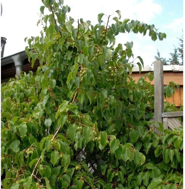 Minikiwi Fresh Jumbo Actinidia arguta Beerenstrauch von Die Nr-01.de, grün, 40-60 cm - Bild 1