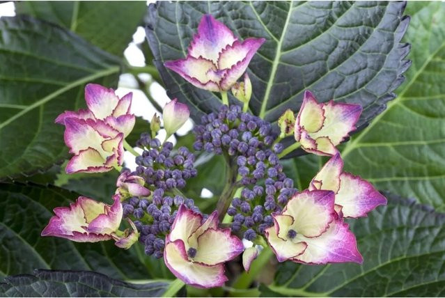 Bauernhortensie Hydrangea Mac. Dark Angel von Pflanzen für dich, Höhe: 30-40 cm - Bild 1