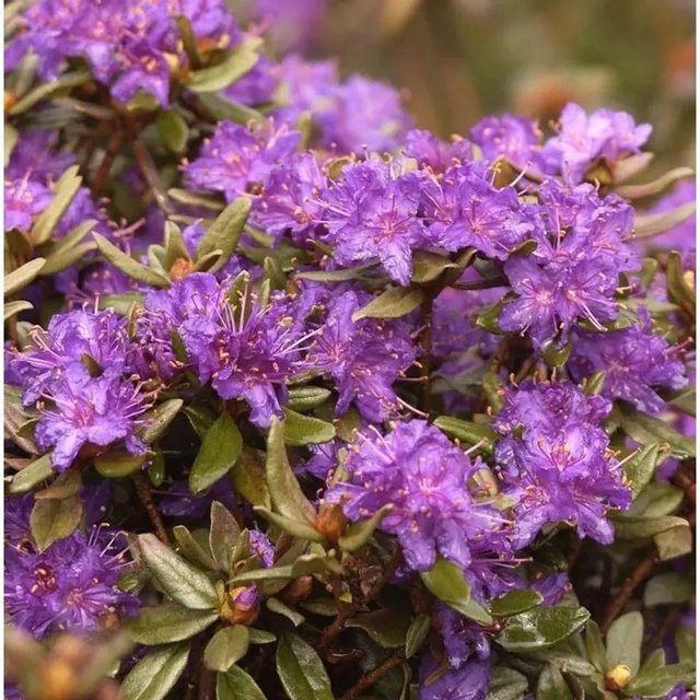 Zwerg Rhododendron Usambara Rhododendron russatum Alpenrose von Nr-01.de, Topfgröße 15-20 cm - Bild 1