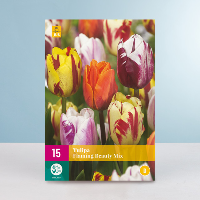 Tulpen Flaming Beauty Mix von BLUME2000 mit 15 Zwiebeln - Bild 1