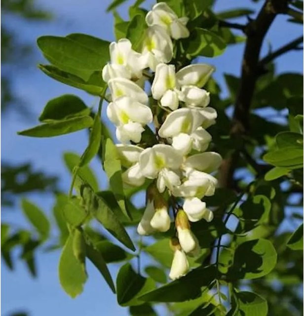 Korkenzieher-Robinie Robinia pseudoacacia für deinen Garten, Höhe: 100-125 cm - Bild 1