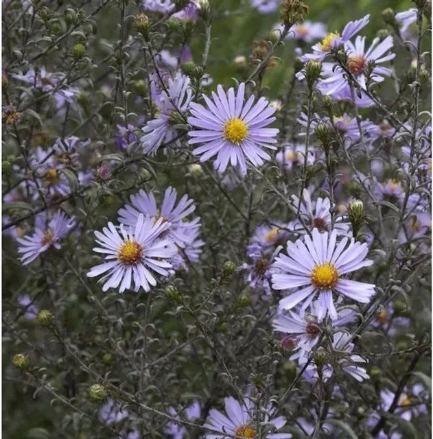 Herbstwild Aster laevis in Blau als mehrjährige Pflanze - Bild 1