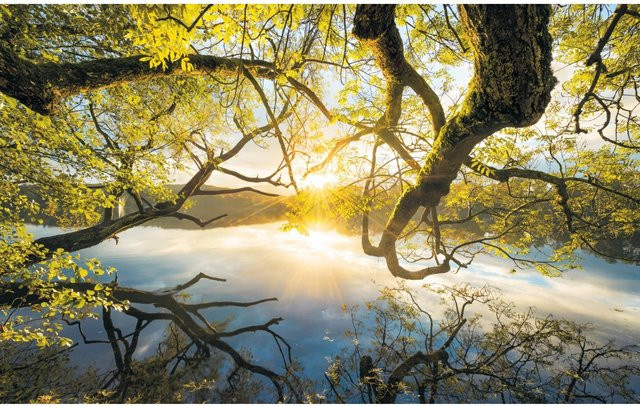 Komar Fototapete Vlies Golden Embrace in Gold und Multicolour, B: 400 cm, H: 250 cm - Bild 1