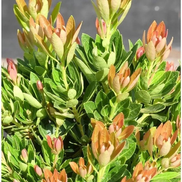 Pieris japonica Mousehole Dawn Schattenglöckchen Lavendelheide in Pink und Grün, Zierstrauch für Heidegärten und Kübel - Bild 1