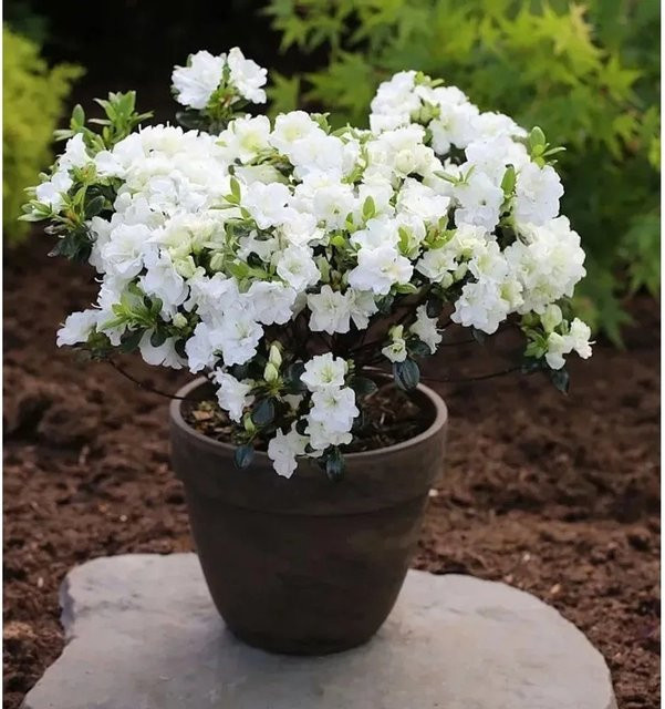 Japanische Azalee Schneewittchen Rhododendron obtusum als Zwerg Alpenrose in Weiß, Topfpflanze 15-20 cm - Bild 1