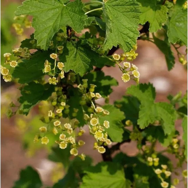 Weiße Johannisbeere Ribes rubrum Werdavia Beerenstrauch - Bild 1