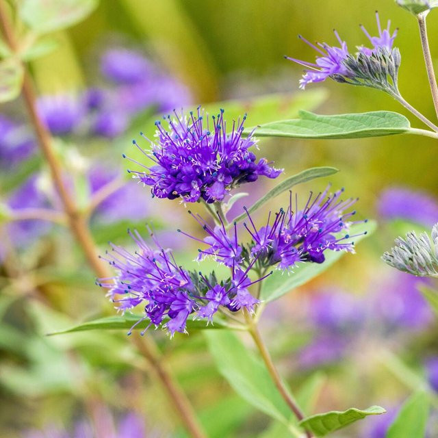 Caryopteris Bartblume als Zierstrauch in Violett für deinen Garten und Balkon - Bild 1
