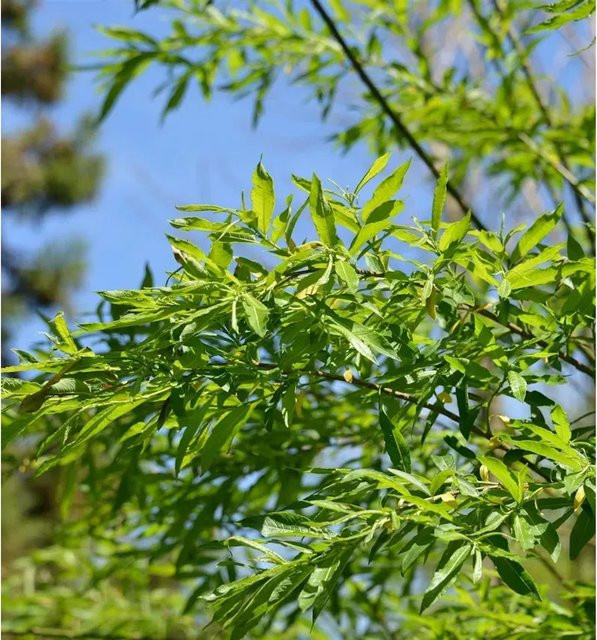 Japanische Drachenweide Golden Sunshine Salix udensis Strauch in Gold und Grün, Höhe: 20-30 cm - Bild 1
