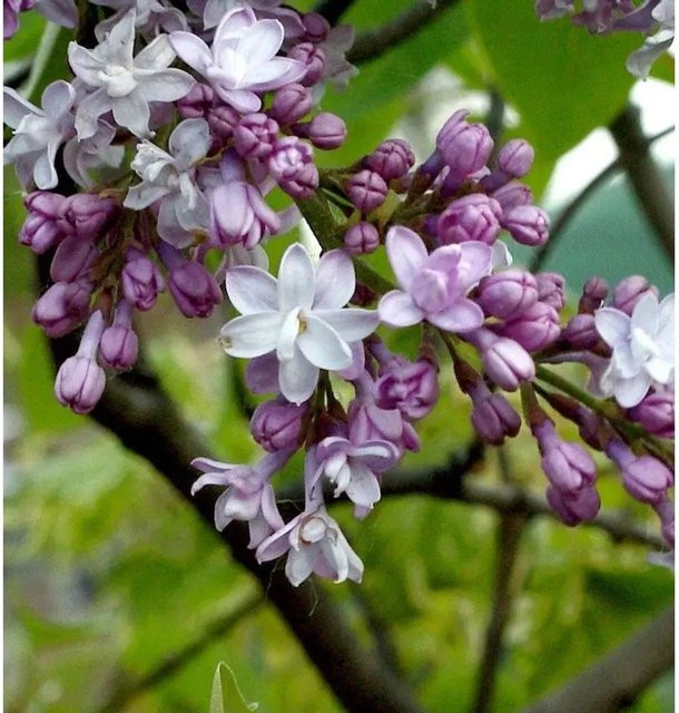 Edelflieder Syringa vulgaris Azuree Kircher-Collection lila Strauch - Bild 1