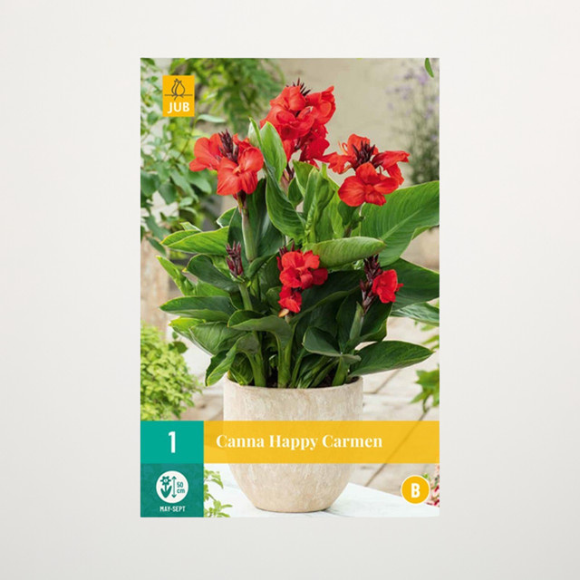 Zwerg-Canna Happy Carmen Knolle von BLUME2000 - Bild 1