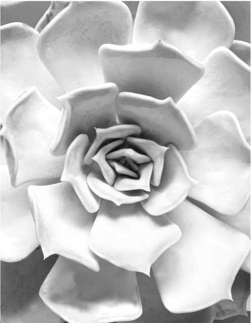 Komar Wandbild Succulent Closeup Paper Poster Breite: 40 cm, Höhe: 50 cm - Bild 1