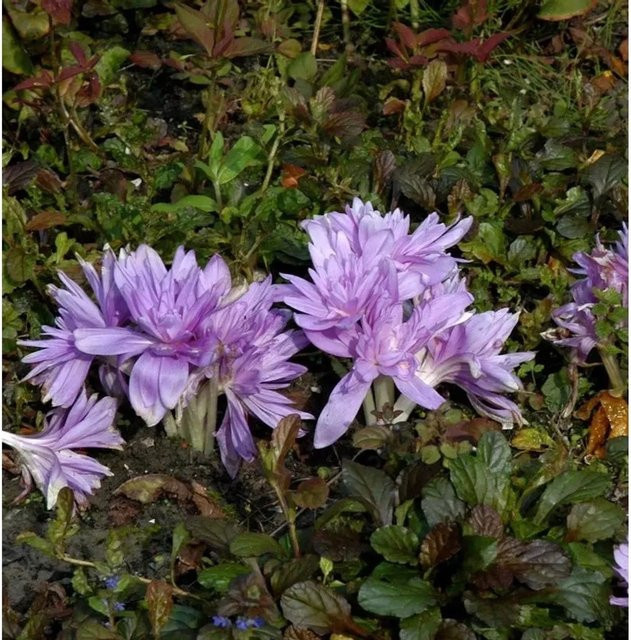 Colchicum speciosum Herbstzeitlose Waterlily lila mehrjährige Gartenpflanze - Bild 1