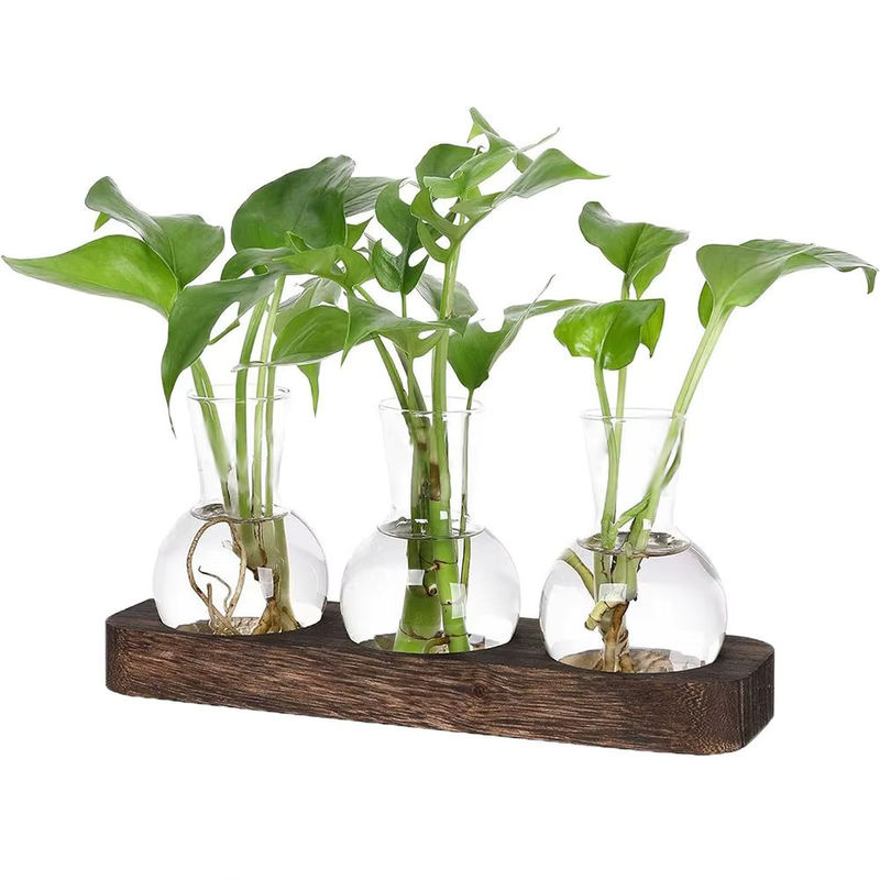 Moderne Pflanzenterrarium-Vermehrungsstation aus Glas und Holz mit flaschenförmigen Vasen in Transparent und Braun - Bild 2