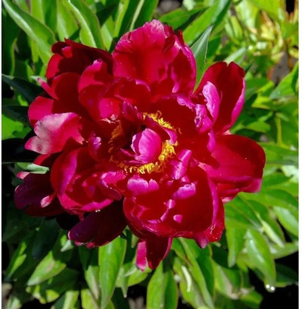Edelpfingstrose Peter Brand Paeonia actiflora als mehrjährige Gartenpflanze