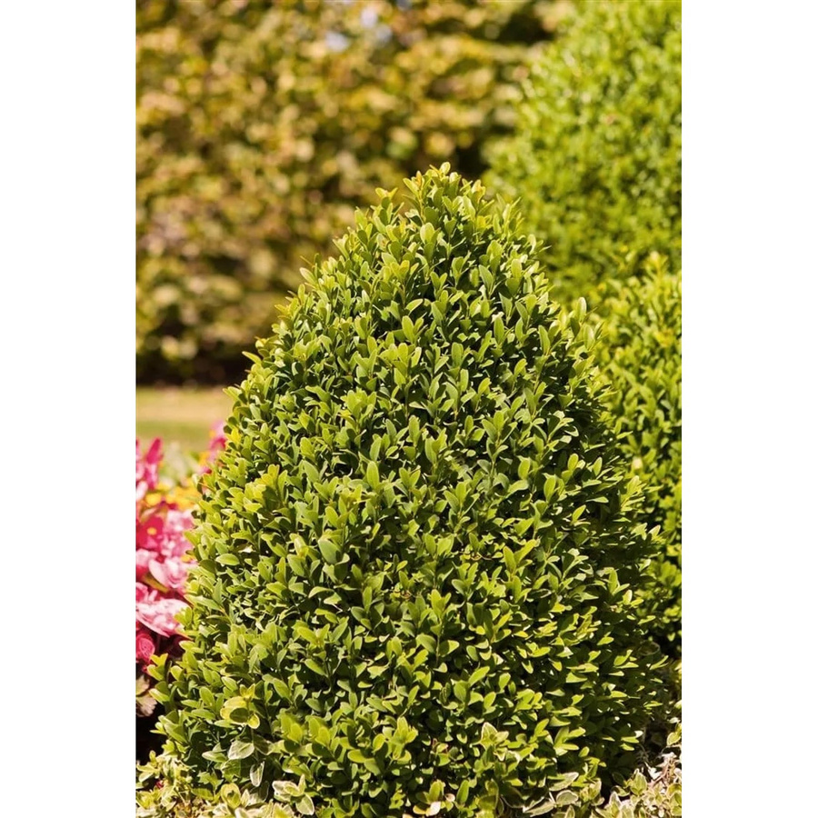 Buxus sempervirens arborescens Pflanze von Pflanzen für dich, Topfhöhe: 20-25 cm - Bild 2