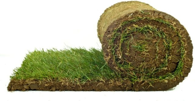 Premium-Rollrasen Lolium perenne für deinen Garten (Bestellmenge 40-49 m²) - Bild 1