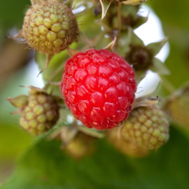 BIO Himbeere Zefa Herbsternte Rubus idaeus von BLUME2000 - Bild 1