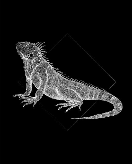 Komar Wandbild Iguana Black Paper Poster, Breite: 40 cm, Höhe: 50 cm - Bild 1