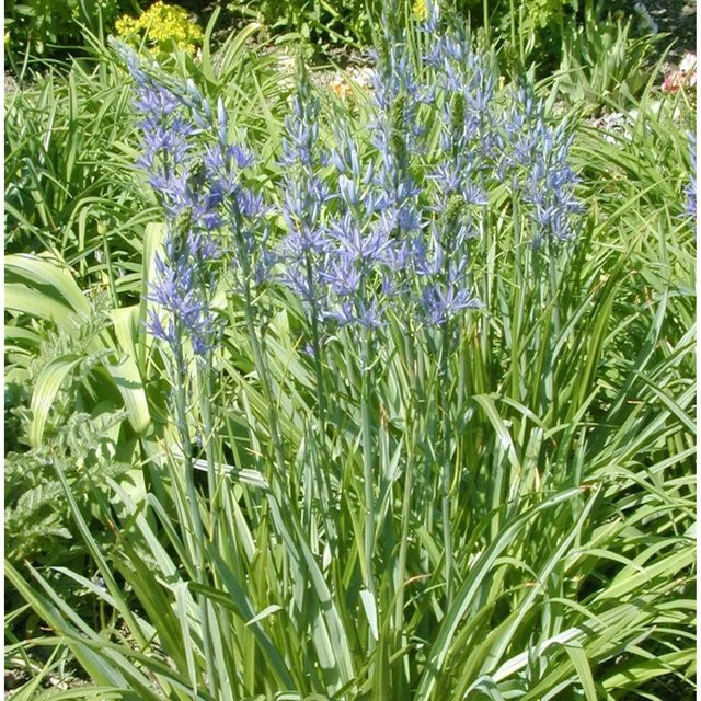 Camassia Caerulea Präriekerze in Blau für Steingarten und Naturgarten - Bild 1