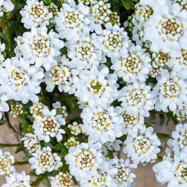 BIO Immergrüne Schleifenblume Iberis sempervirens Zwergschneeflocke von BLUME2000, 3 Stück - Bild 1
