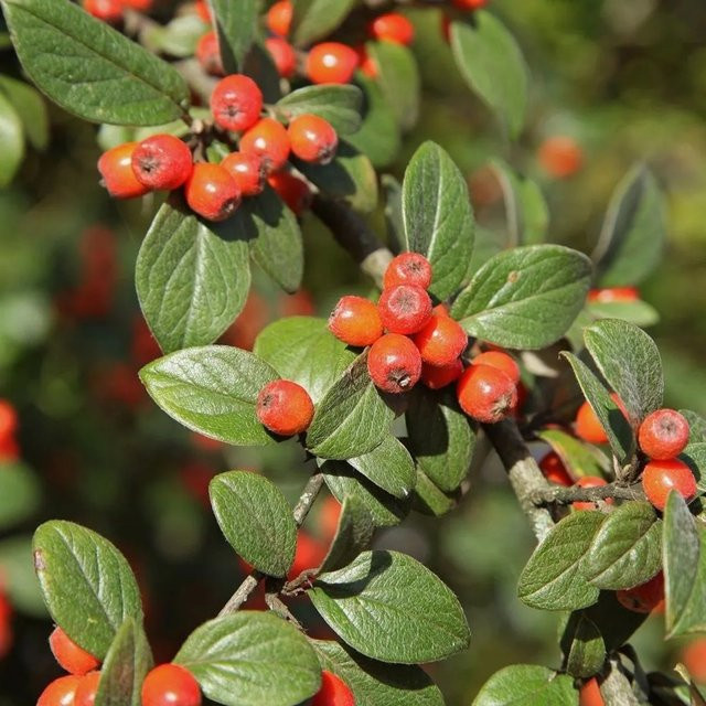 Arborix Cotoneaster franchetii Fruchtmispel als Zierstrauch für den Garten, Höhe: 60 bis 80 cm - Bild 1