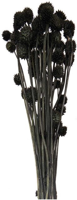 Rico Design Getrocknete japanische Karde in Schwarz, 50 g - Bild 1
