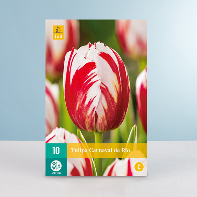 Triumph Tulpe Carnaval de Rio Blumenzwiebeln von BLUME2000, 10 Stück - Bild 1