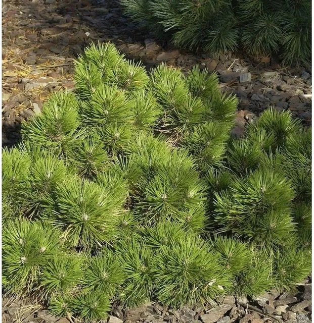 Zwerg Schwarzkiefer Pinus nigra Hornibrookiana, Höhe: 40-50 cm - Bild 1