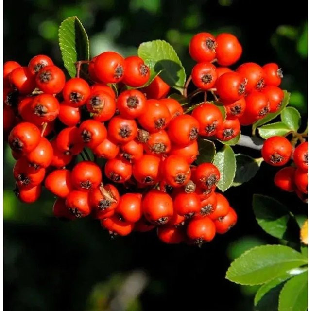 Feuerdorn Red Star Pyracantha Strauch mit roten Beeren, Höhe: 100-125 cm - Bild 1