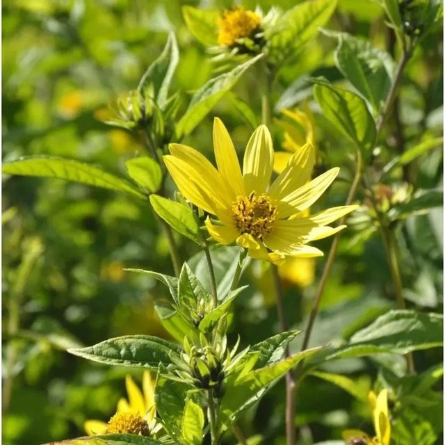 Zitronengelbe Stauden Sonnenblume Helianthus microcephalus für Garten und Topf - Bild 1
