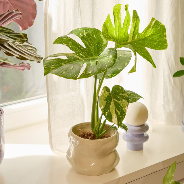 Monstera Thai Constellation Zimmerpflanze mit weiß-grüner Musterung von BLUME2000 - Bild 1