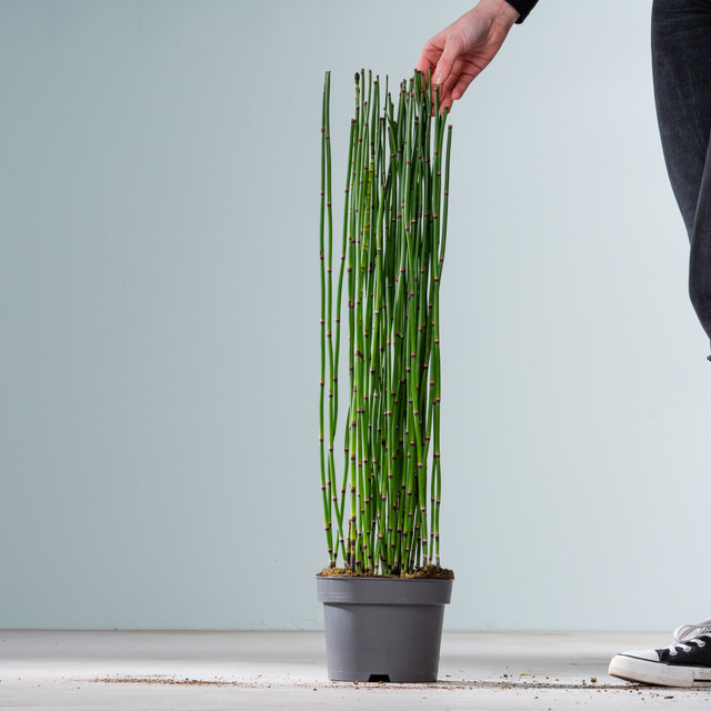 Equisetum Variegata Schachtelhalm von BLUME2000 für den Garten - Bild 1