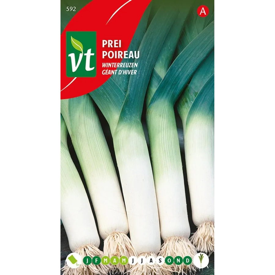 Arborix Winterlauch Samen für große Stangen, 5 g - Bild 2