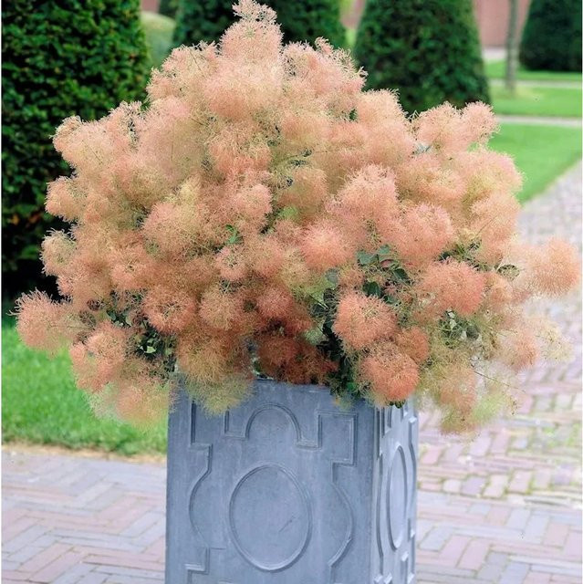 Grüner Perückenstrauch Young Lady Cotinus coggygria für deinen Garten - Bild 1