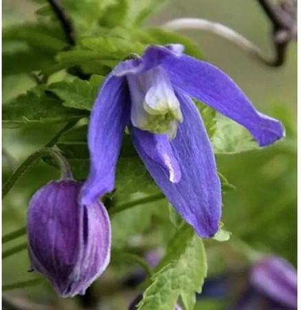 Clematis alpina Alpen Waldrebe Frances Rivis Kletterpflanze blau und weiß für den Garten