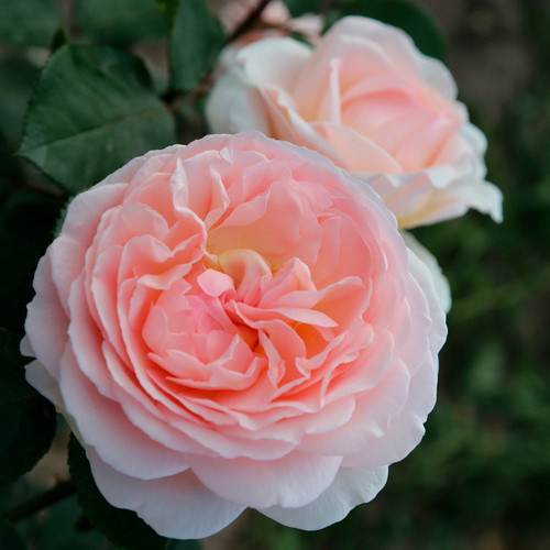KORDES ROSEN Beetrose Märchenzauber in Rosa mit gefüllter apricotfarbener Blüte - Bild 4