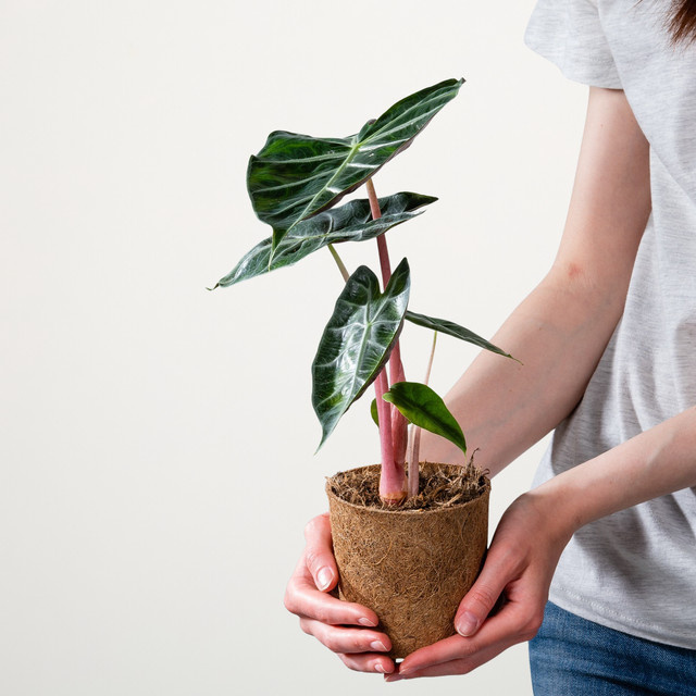 Alocasia Pink Dragon Zimmerpflanze von BLUME2000 - Bild 1