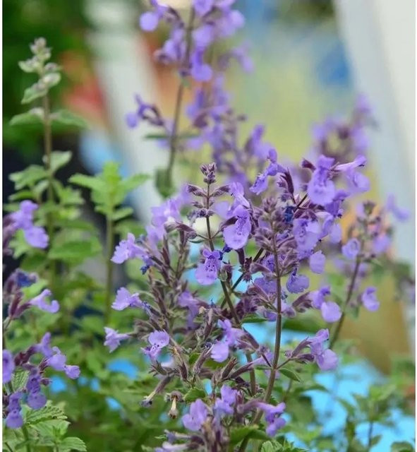 Katzenminze Junior Walker Nepeta faassenii als mehrjährige Gartenpflanze im Topf - Bild 1