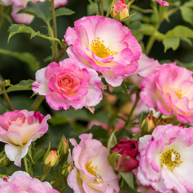 Kletterrose Konfetti Tantau in Rosa mit Blütezeit von Juni bis Oktober - Bild 1