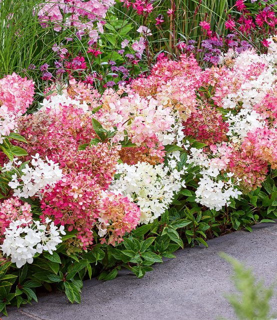 3er Set Niedrige Hortensie Groundbreaker - Bild 1