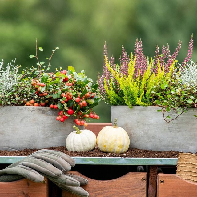 Balkonblumen Herbstharmonie Calluna Set von Mein schöner Garten Shop, 6 bunte Pflanzen für Balkon und Fensterkasten - Bild 1