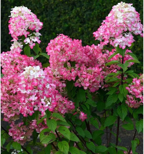 Hochstamm Rispenhortensie Bloody Merry Hydrangea paniculata in Weiß, Pink und Rot von Nr-01.de - Bild 1