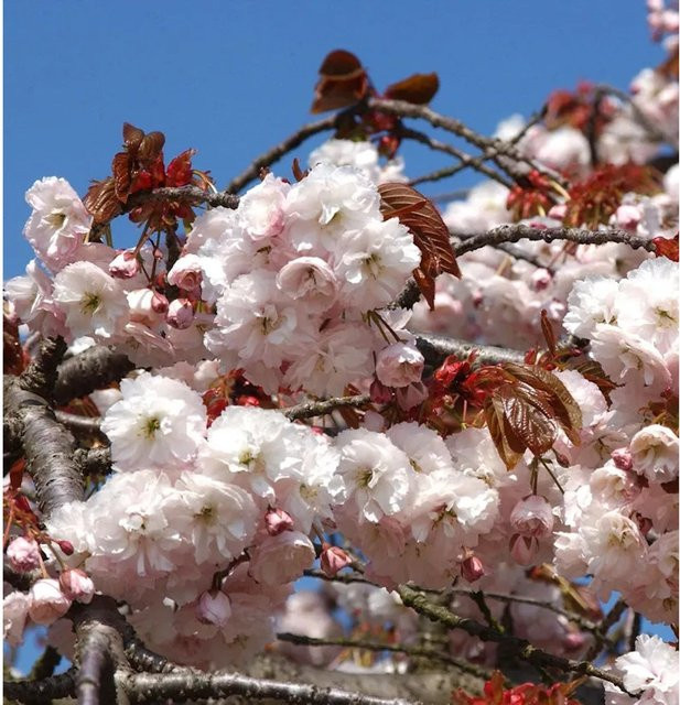 Zierkirsche Shirofugen Prunus serrulata von Nr-01.de in Weiß, Grün und Pink, Höhe: 80-100 cm - Bild 1