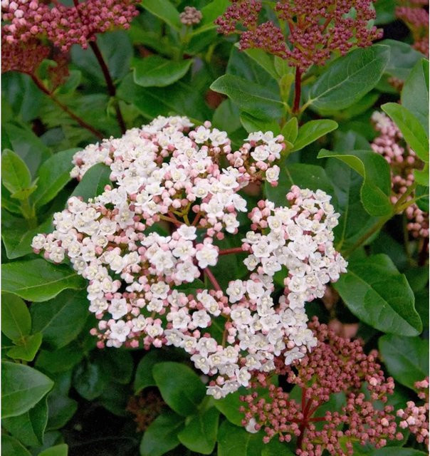 Viburnum tinus Mittelmeer-Schneeball Lisa Rose Hochstamm, Farbe: Weiß und Rosa - Bild 1