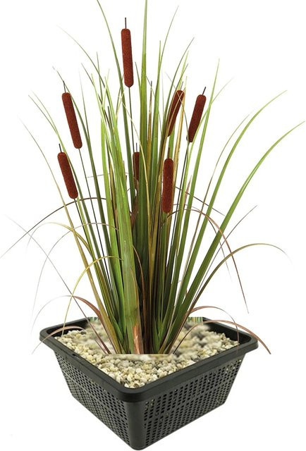 Vdvelde Rohrkolben Typha latifolia für den Teich, 9 Stück - Bild 1