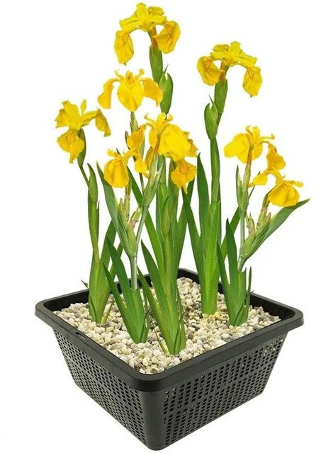 Vdvelde Gelbe Sumpf-Schwertlilie Iris pseudacorus für den Teich, winterharte Wasserpflanze mit gelben Blüten im Frühsommer - Bild 1