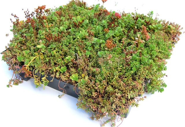 Dachbegrünung Gründach Sedum Klick System B/T: 37 x 57 cm - Bild 1