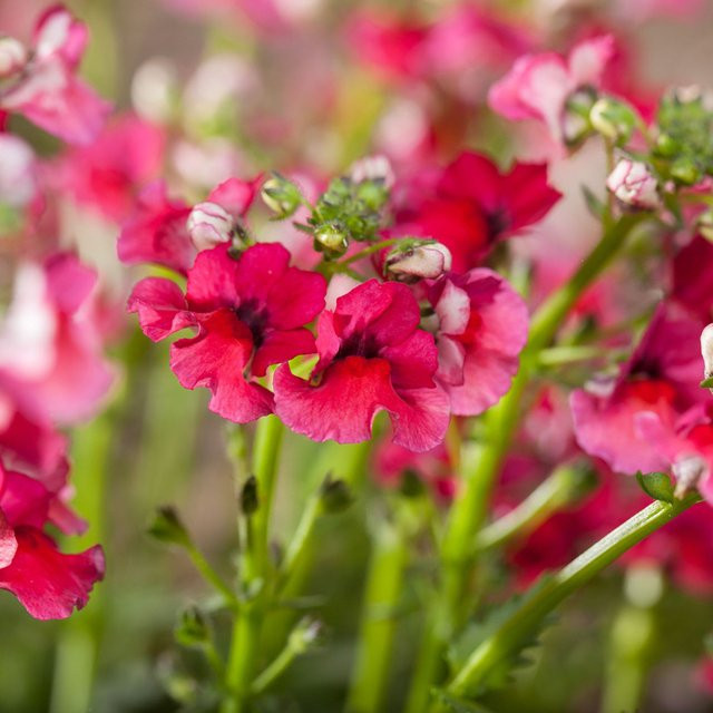 Nemesia Elfenspiegel in Rot für deinen Garten und Balkon - Bild 1